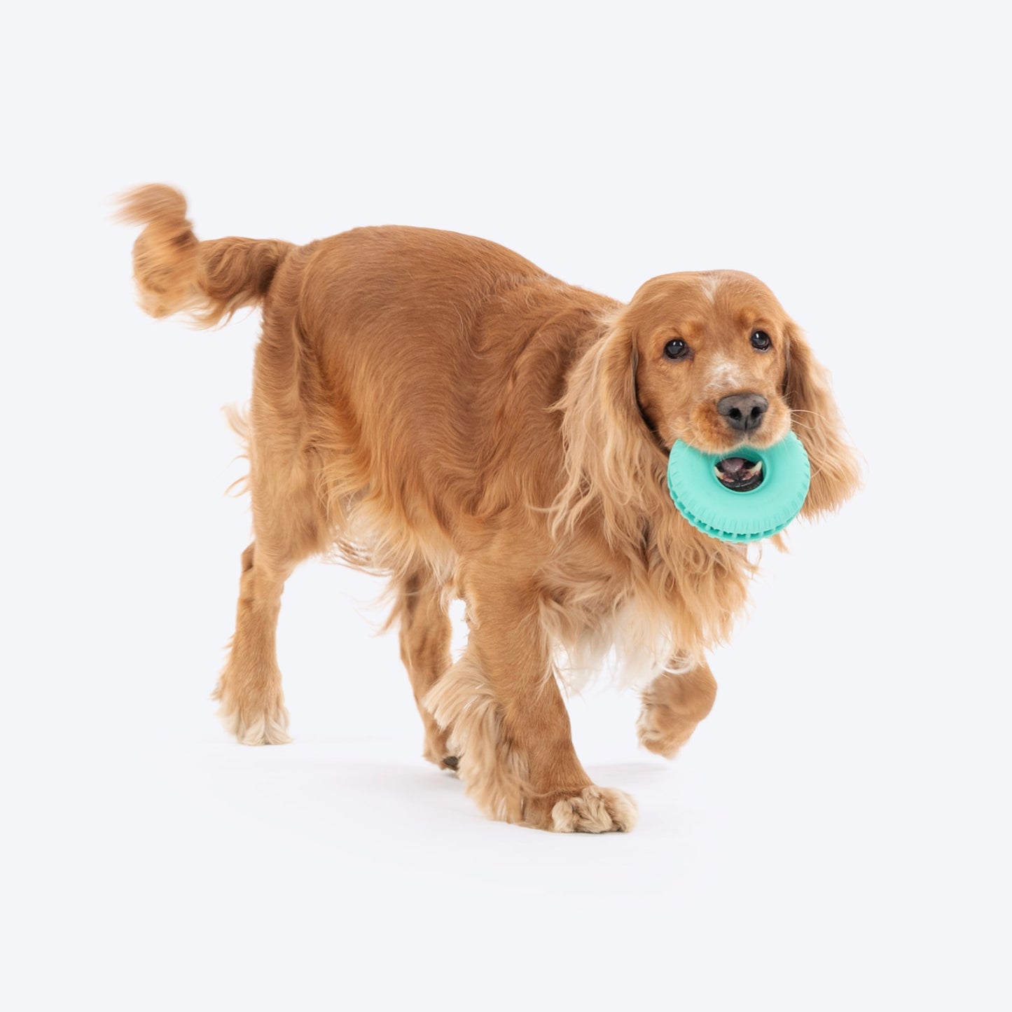 Dash Dog Roll & Chew Tyre Toy For Dog - Teal - Heads Up For Tails