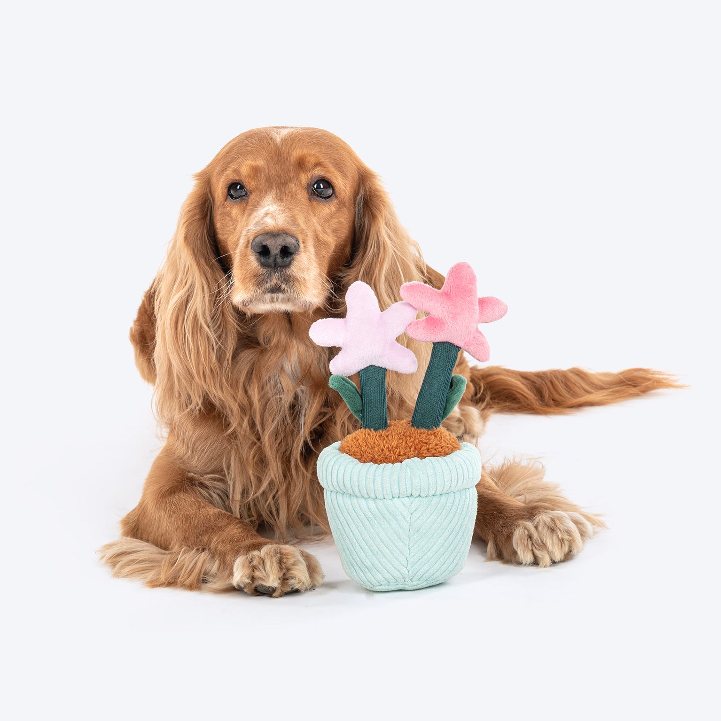 HUFT Star Power Squeaky Plush Toy For Dog - Multicolor - Heads Up For Tails