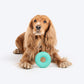 Dash Dog Roll & Chew Tyre Toy For Dog - Teal - Heads Up For Tails