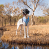 Dash Dog Circle Double Harness - Aqua Blue & Lavender - Heads Up For Tails