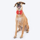 HUFT Festive Desi Glam Dog Bow Tie With Strap - Red - Heads Up For Tails