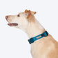 HUFT Basics Dog Collar - Teal Blue