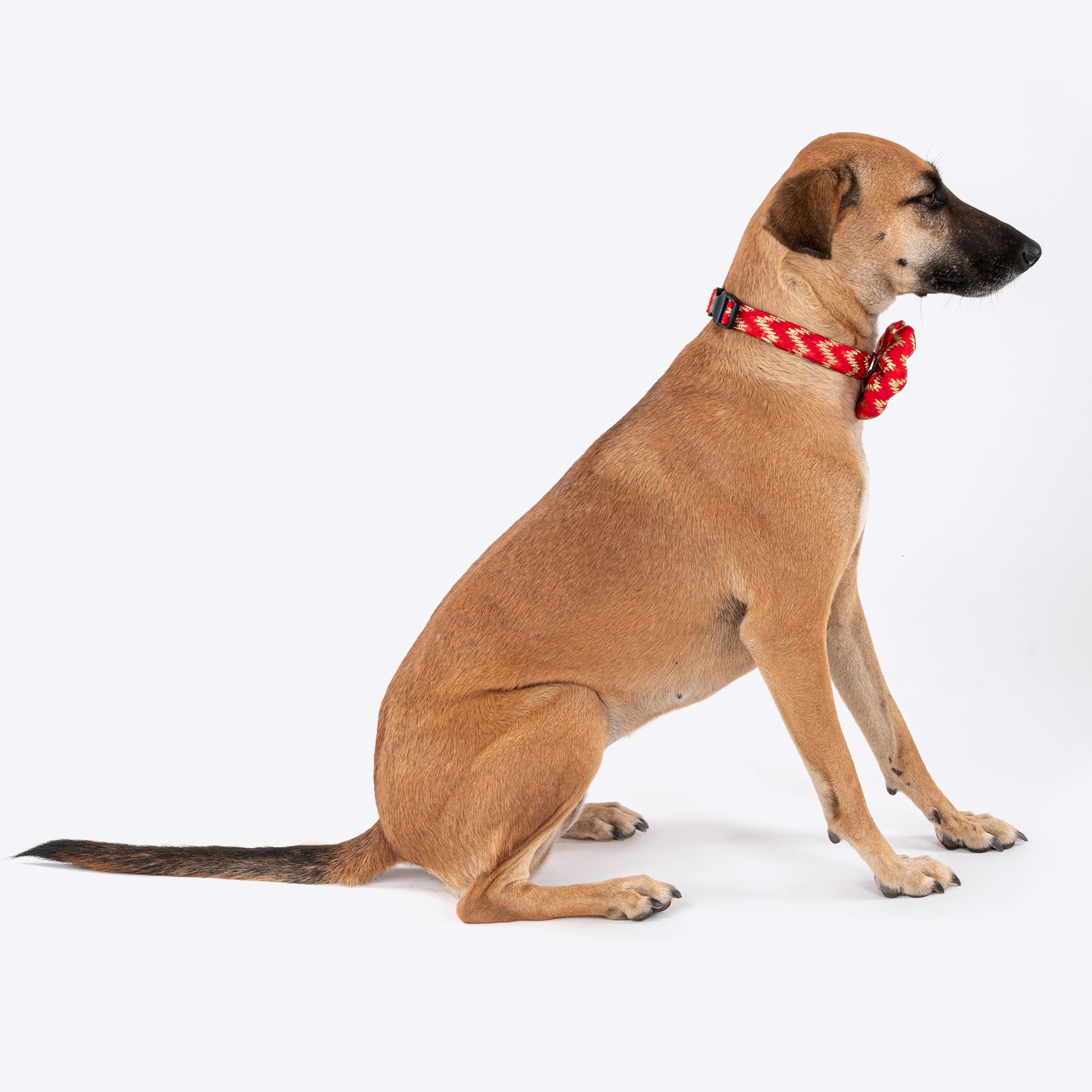 HUFT Festive Desi Glam Dog Bow Tie With Strap - Red - Heads Up For Tails