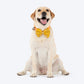 HUFT Noori Bow Tie For Dog - Yellow - Heads Up For Tails