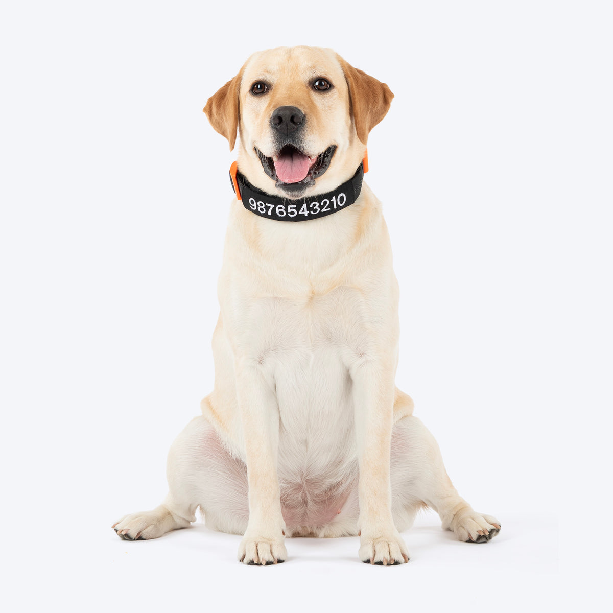 HUFT Personalised Xplorers (Mobile No.) Dog Collar - Black - Heads Up For Tails