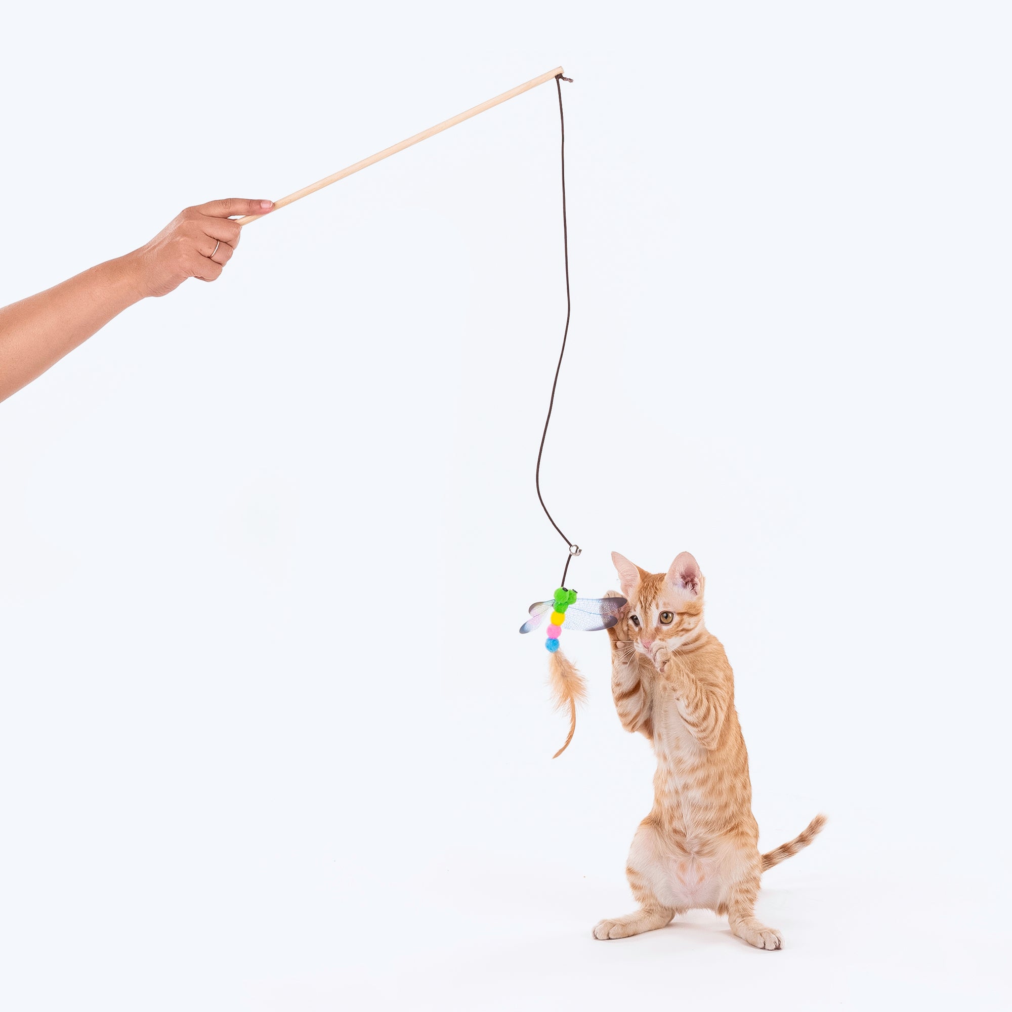 Cat toy best sale wand teaser