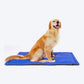 HUFT Personalised Shine Bright Like a Golden Dog Mat - Heads Up For Tails