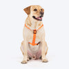 TLC Step-In Harness For Dog - Orange - Heads Up For Tails