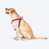 TLC Step-In Harness For Dog - Purple - Heads Up For Tails