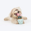 HUFT Star Power Squeaky Plush Toy For Dog - Multicolor - Heads Up For Tails