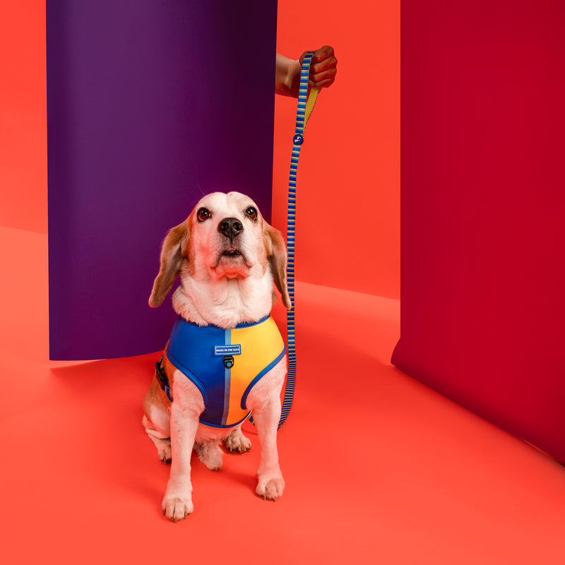 HUFT Blazing Blue Dog Reversible Harness_02