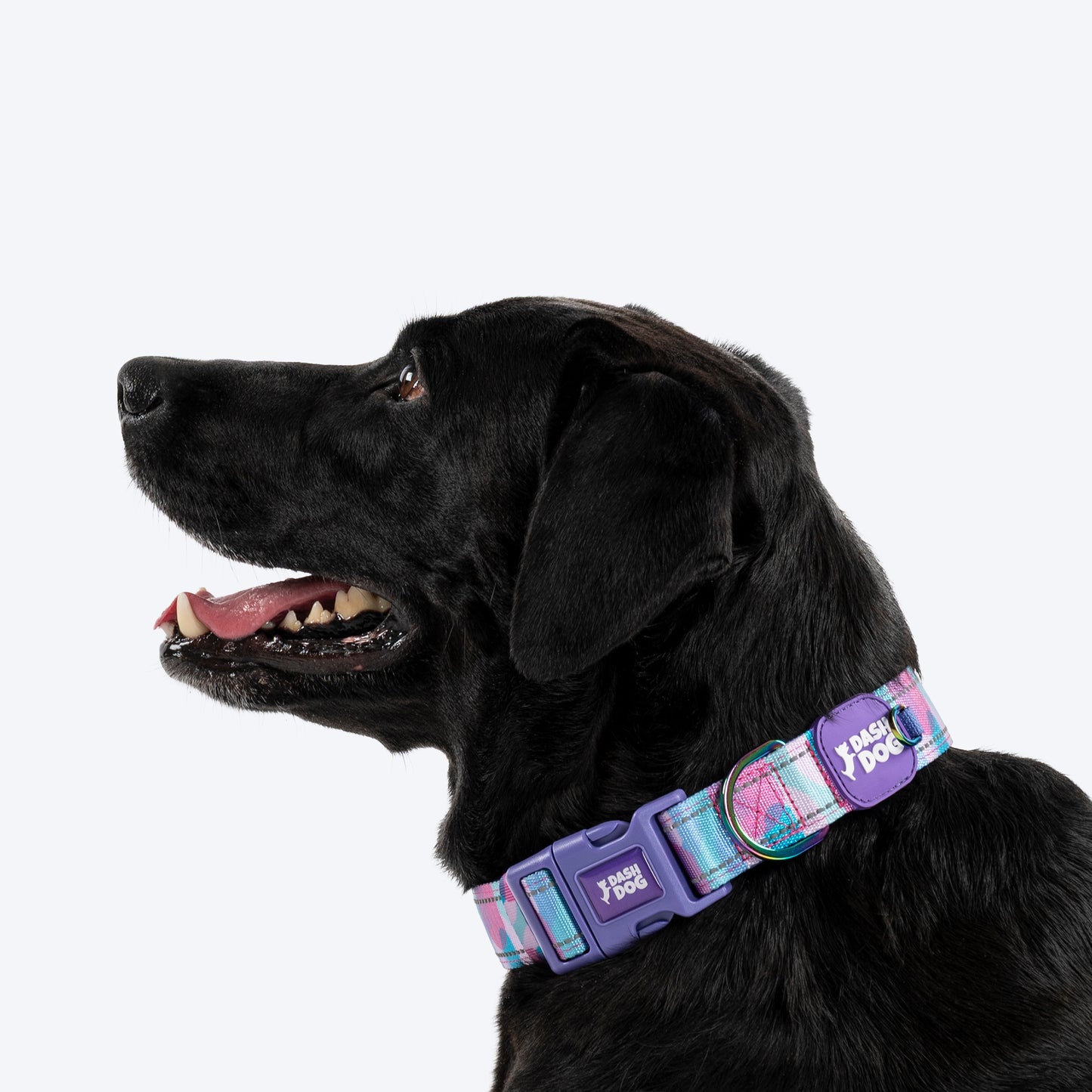 Dash Dog Galaxy Padded Collar For Dog - Purple