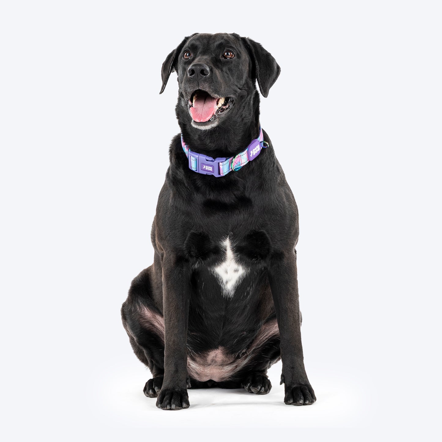 Dash Dog Galaxy Padded Collar For Dog - Purple