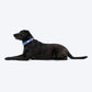 Dash Dog Ocean Breeze Padded Collar For Dog - Teal Blue