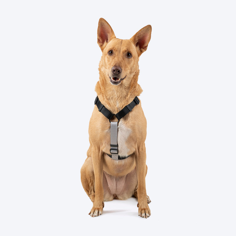 HUFT Classic H Harness For Dog - Coal Black - Heads Up For Tails