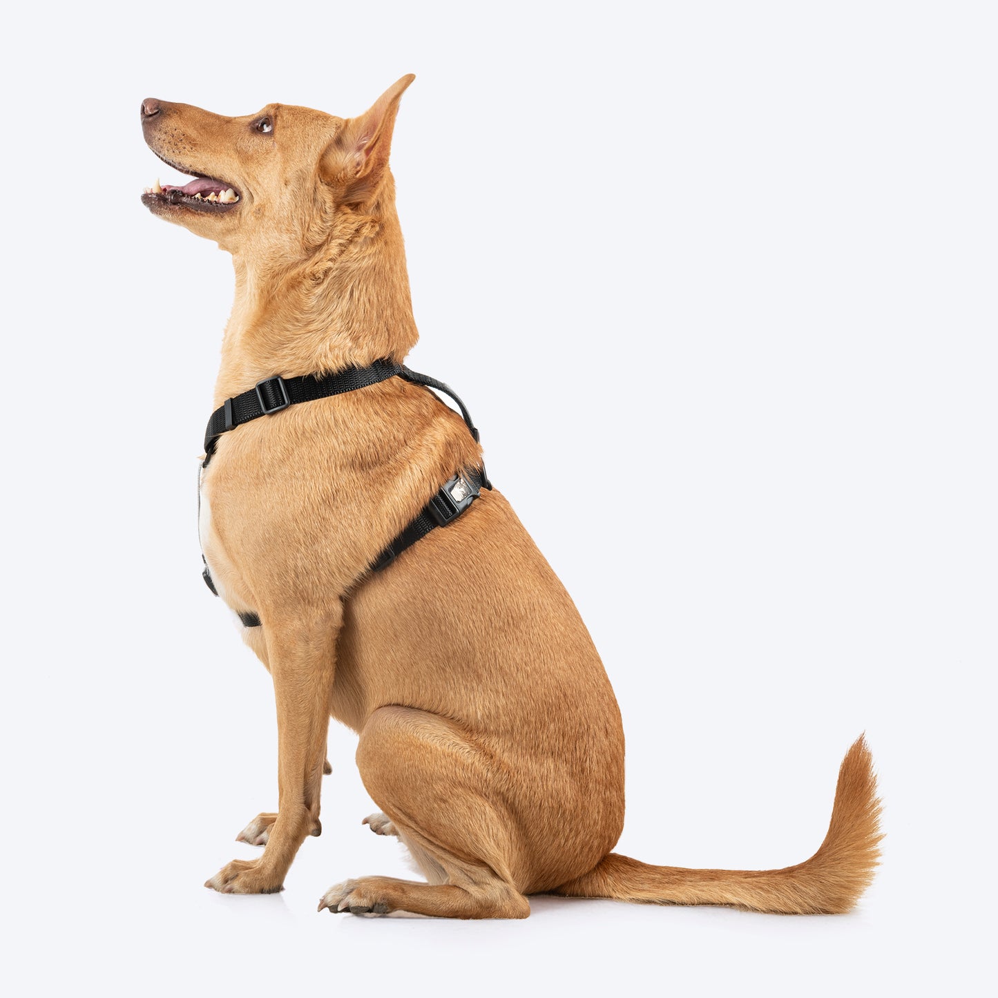 HUFT Classic H Harness For Dog - Coal Black