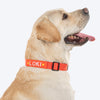 HUFT Personalised Classic Dog Collar - Rust Orange - Heads Up For Tails
