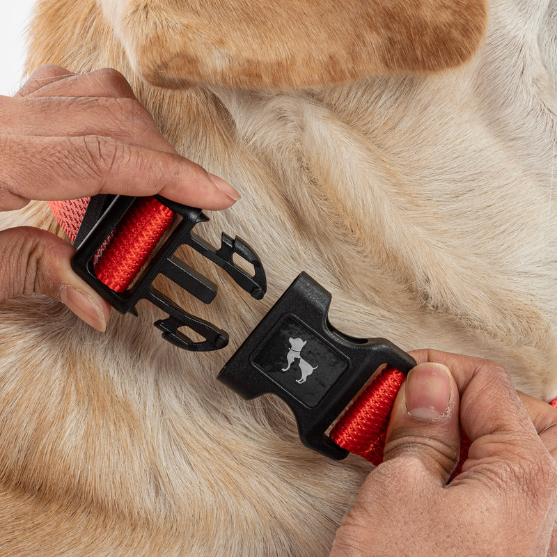 HUFT Personalised Classic (Mobile No.) Dog Collar - Rust Orange - Heads Up For Tails