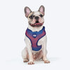 Dash Dog Chevron Easy Walk Harness For Dog - Purple - Heads Up For Tails