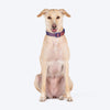 Dash Dog Flow Padded Collar For Dog - Red & Purple - Heads Up For Tails