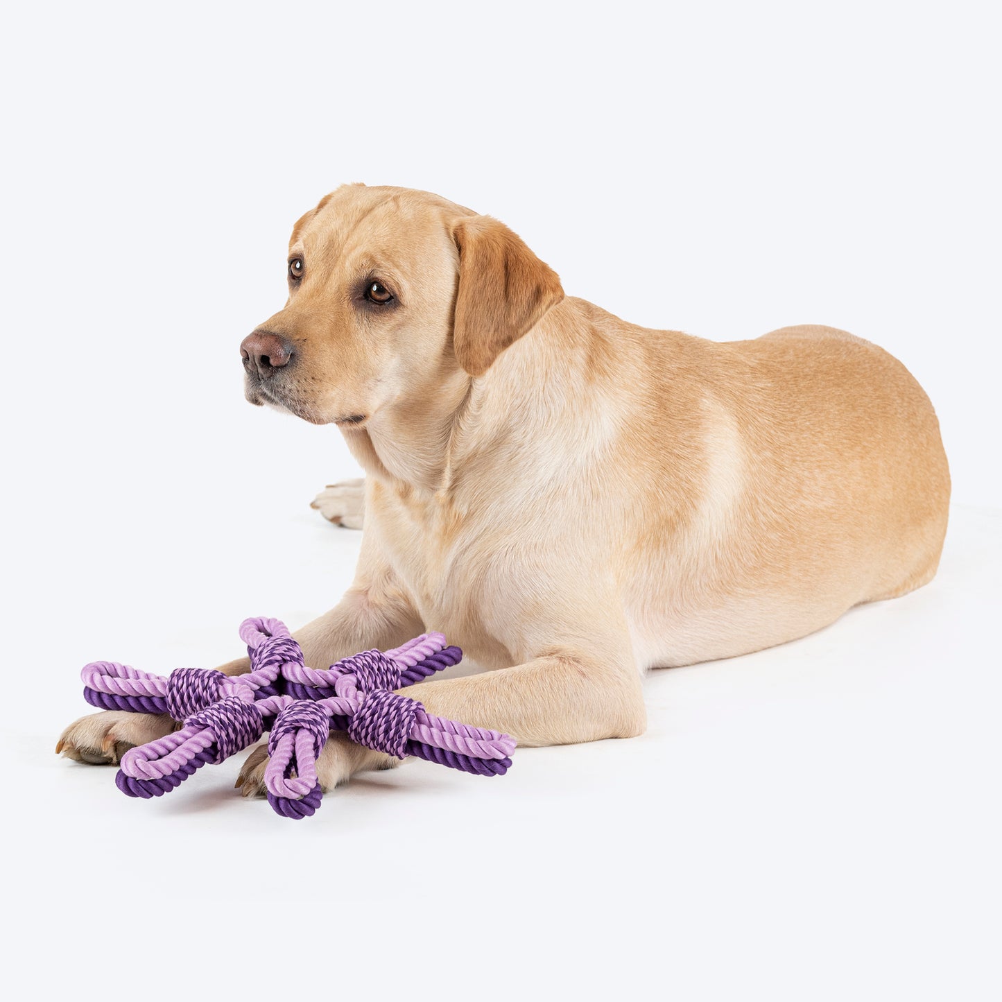 Dash Dog Sixer Trickster Rope Toy For Dog - Purple