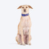 Dash Dog Dotty Padded Collar For Dog - Purple - Heads Up For Tails