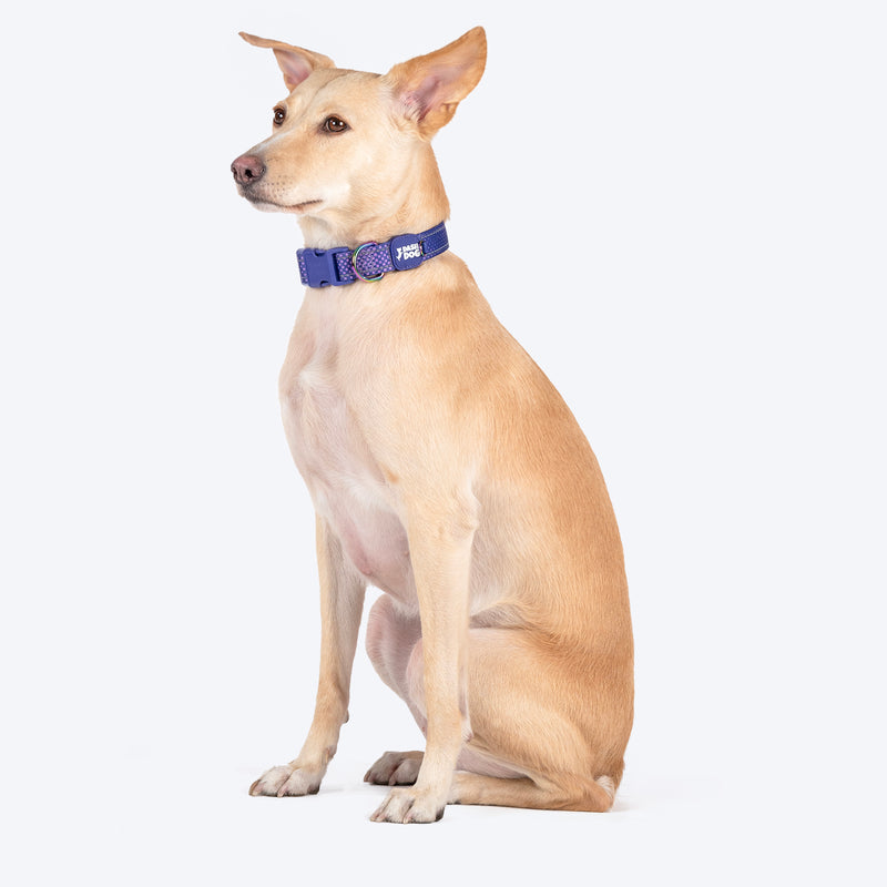 Dash Dog Dotty Padded Collar For Dog - Purple - Heads Up For Tails