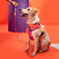 HUFT Sunset Samba Dog Adjustable Harness_02