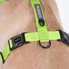 HUFT Basics Dog H-Harness - Neon Green & Blue - Heads Up For Tails