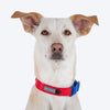 HUFT Martingale Collar For Dog - Crimson Red & Cobalt Blue - Heads Up For Tails