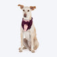 HUFT Dapper Doggy Bandana For Dog - Violet - Heads Up For Tails