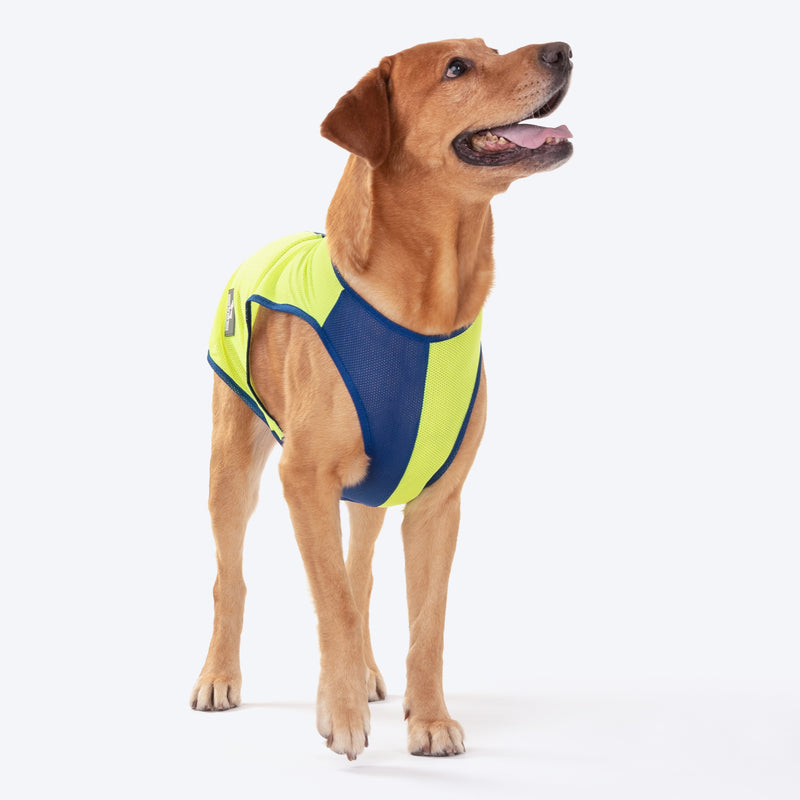 HUFT Neon Burst Vest For Dogs (Blue) - Heads Up For Tails