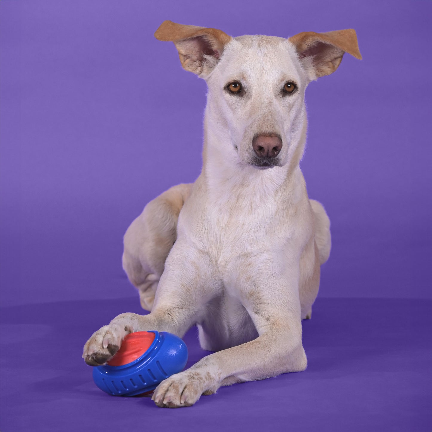 Dash Dog Sprinter Fetch Toy For Dog - Blue & Red - S - Heads Up For Tails