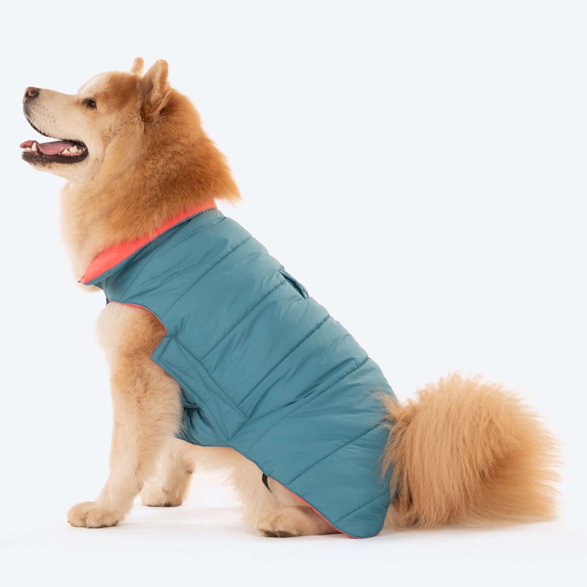 Dash Dog Puffer Dog Jacket - Aqua & Coral_12