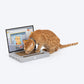 HUFT Meowbook Laptop Sctacher For Cat - Grey
