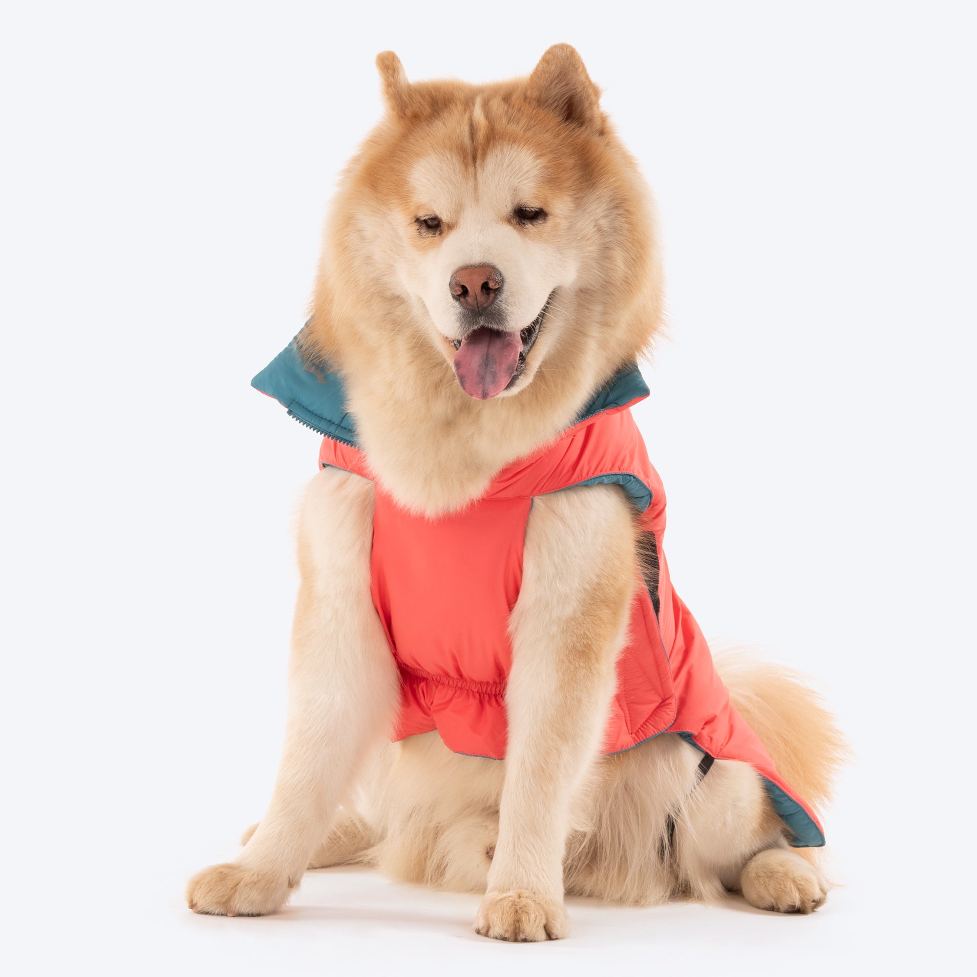 Dash Dog Puffer Dog Jacket Aqua Coral Heads Up For Tails