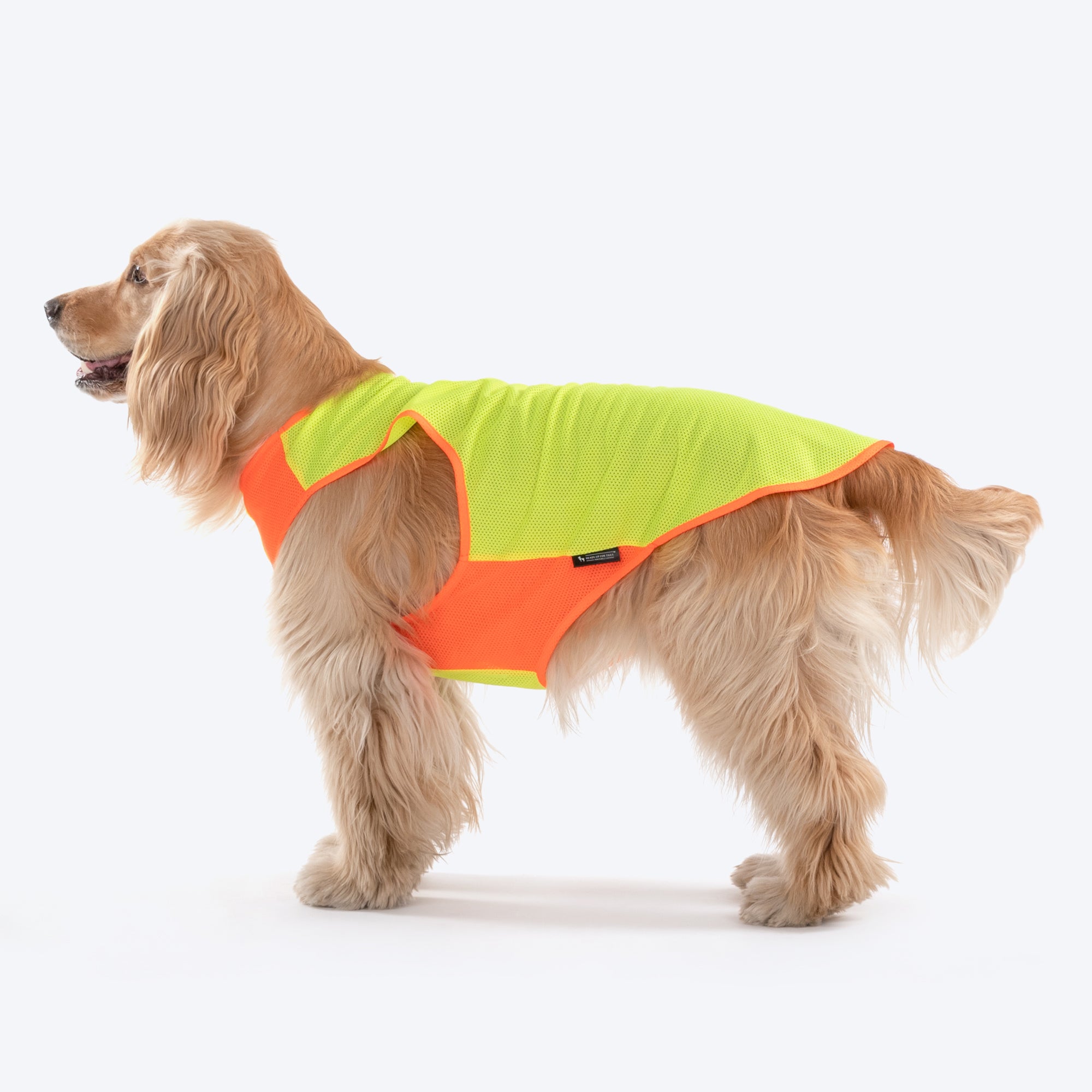 Neon best sale dog coat