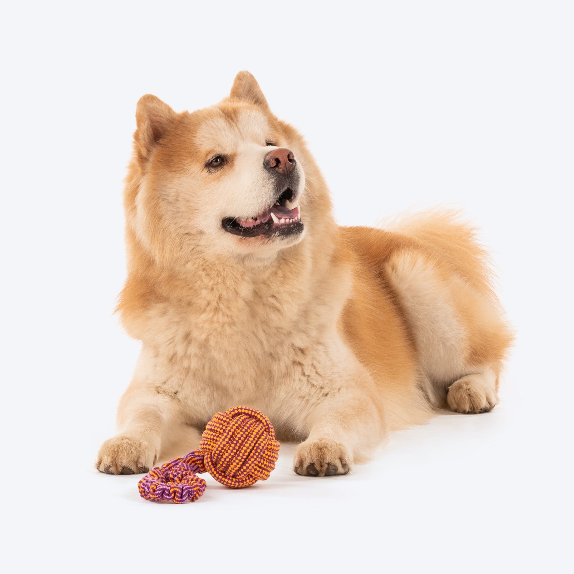 Dash Dog Bungee Tug Rope Toy For Dog_03