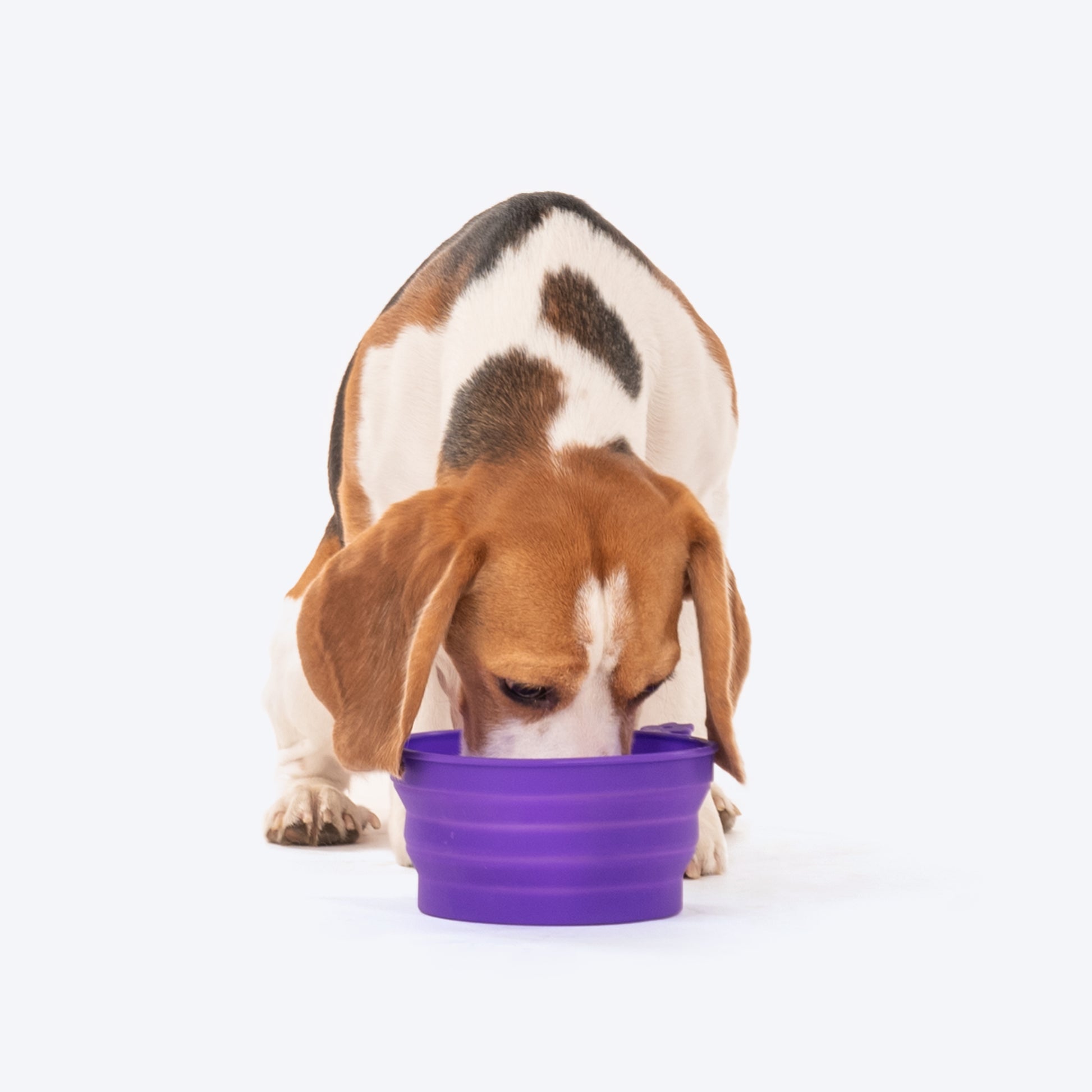 Dash Dog Collapsible Travel Bowl For Pets - Violet - Heads Up For Tails