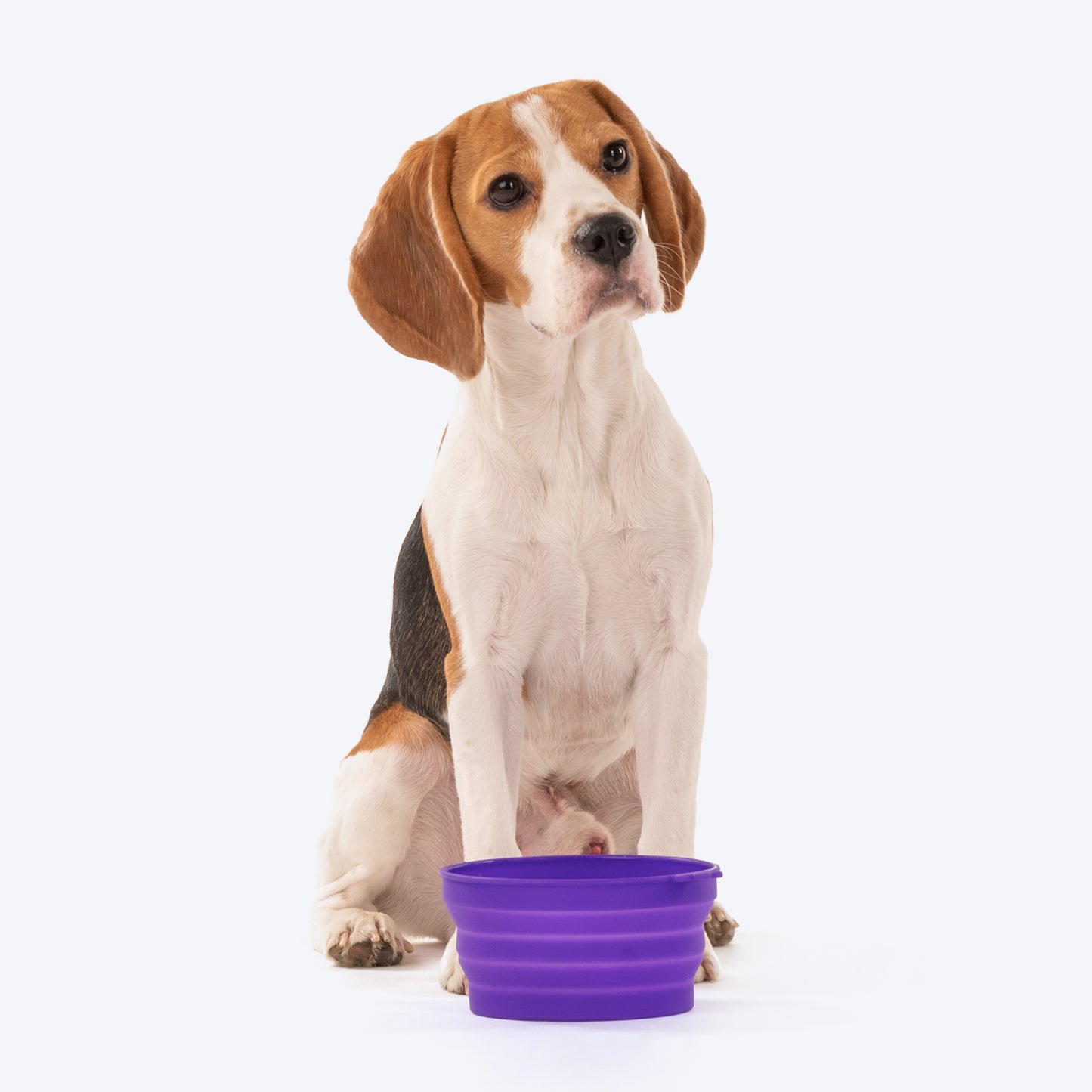 Dash Dog Collapsible Travel Bowl For Pets - Violet - Heads Up For Tails