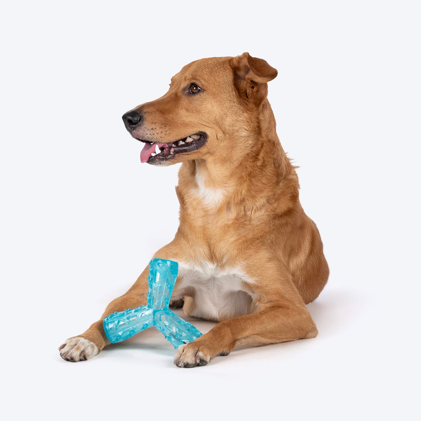 Dash Dog Squeak & Snack Chew Toy For Dog - Blue