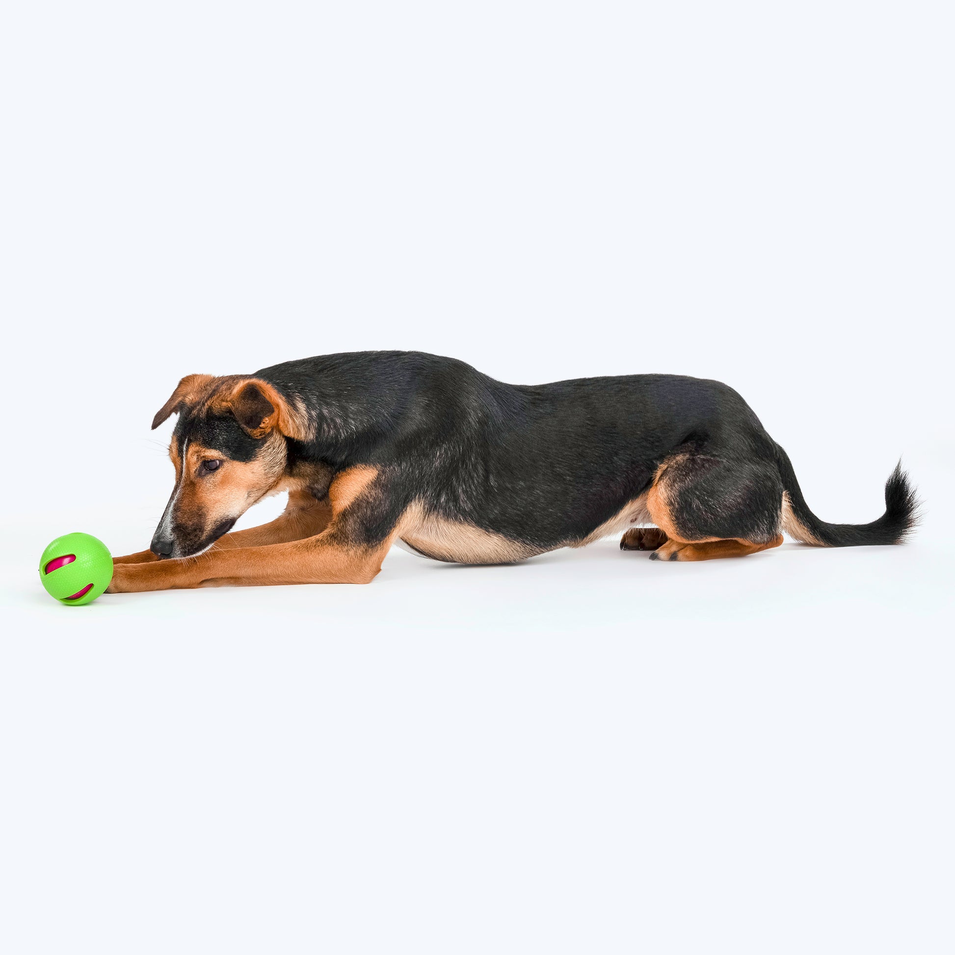 HUFT Basics Have-A-Ball Squeaky Toy For Dog - Assorted - Heads Up For Tails