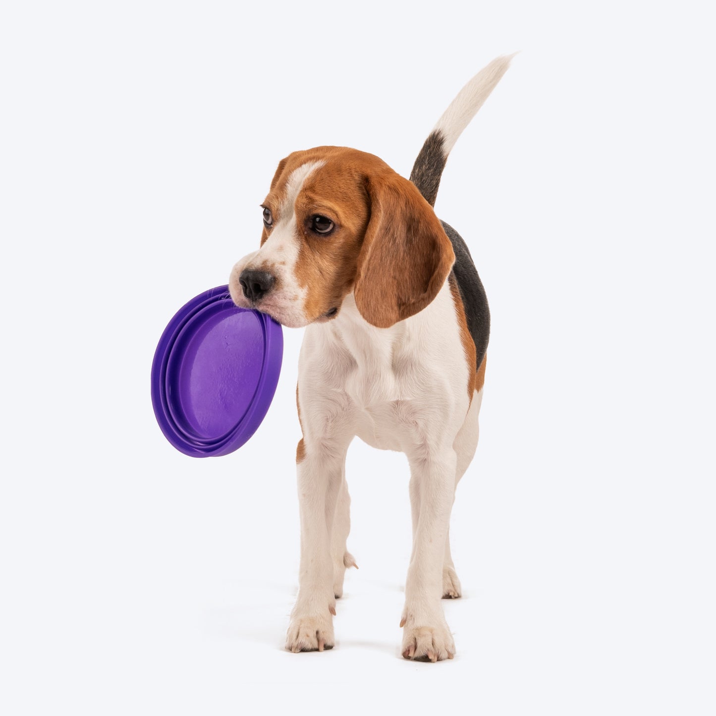 Dash Dog Collapsible Travel Bowl For Pets - Violet - Heads Up For Tails