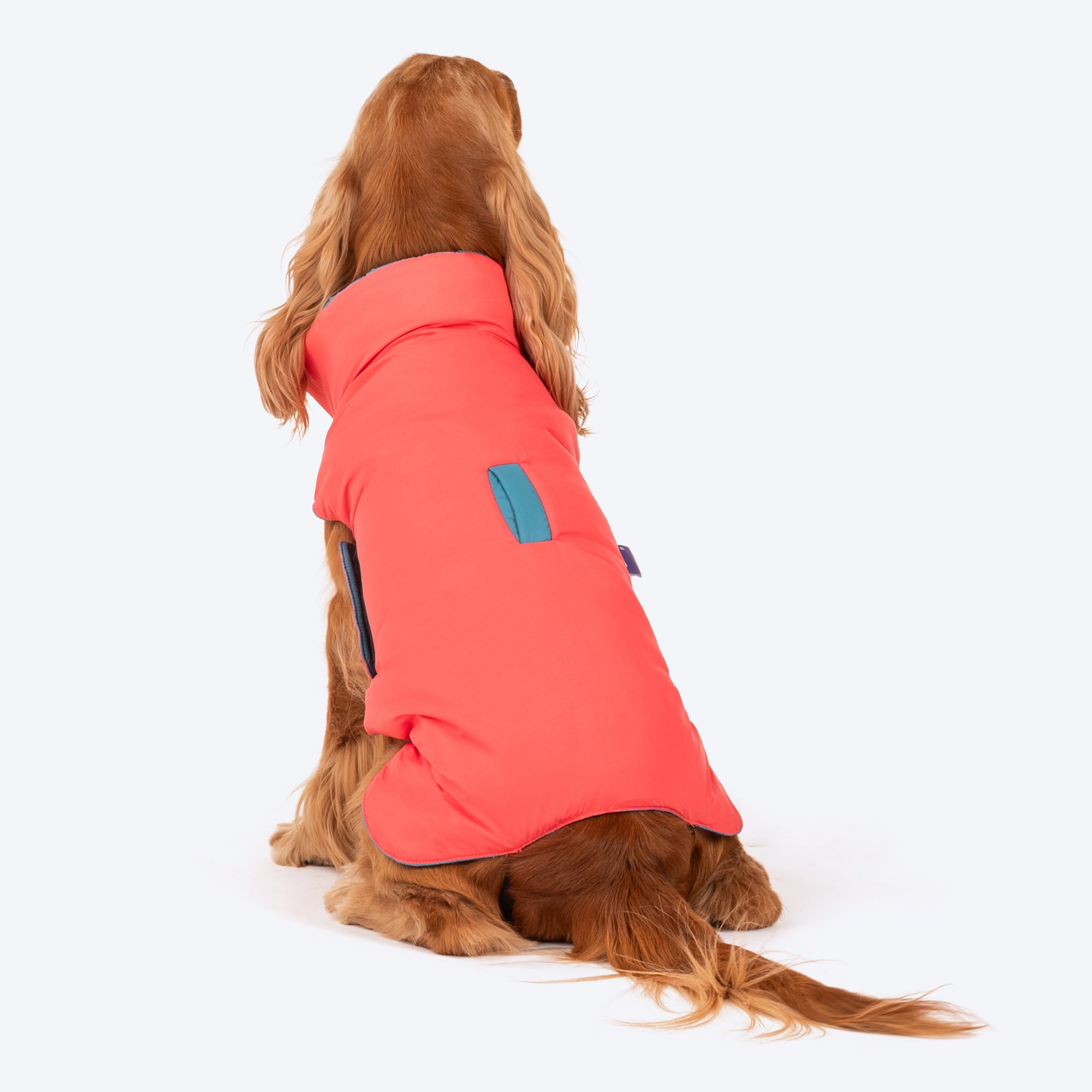 Dash Dog Puffer Dog Jacket Aqua Coral Heads Up For Tails