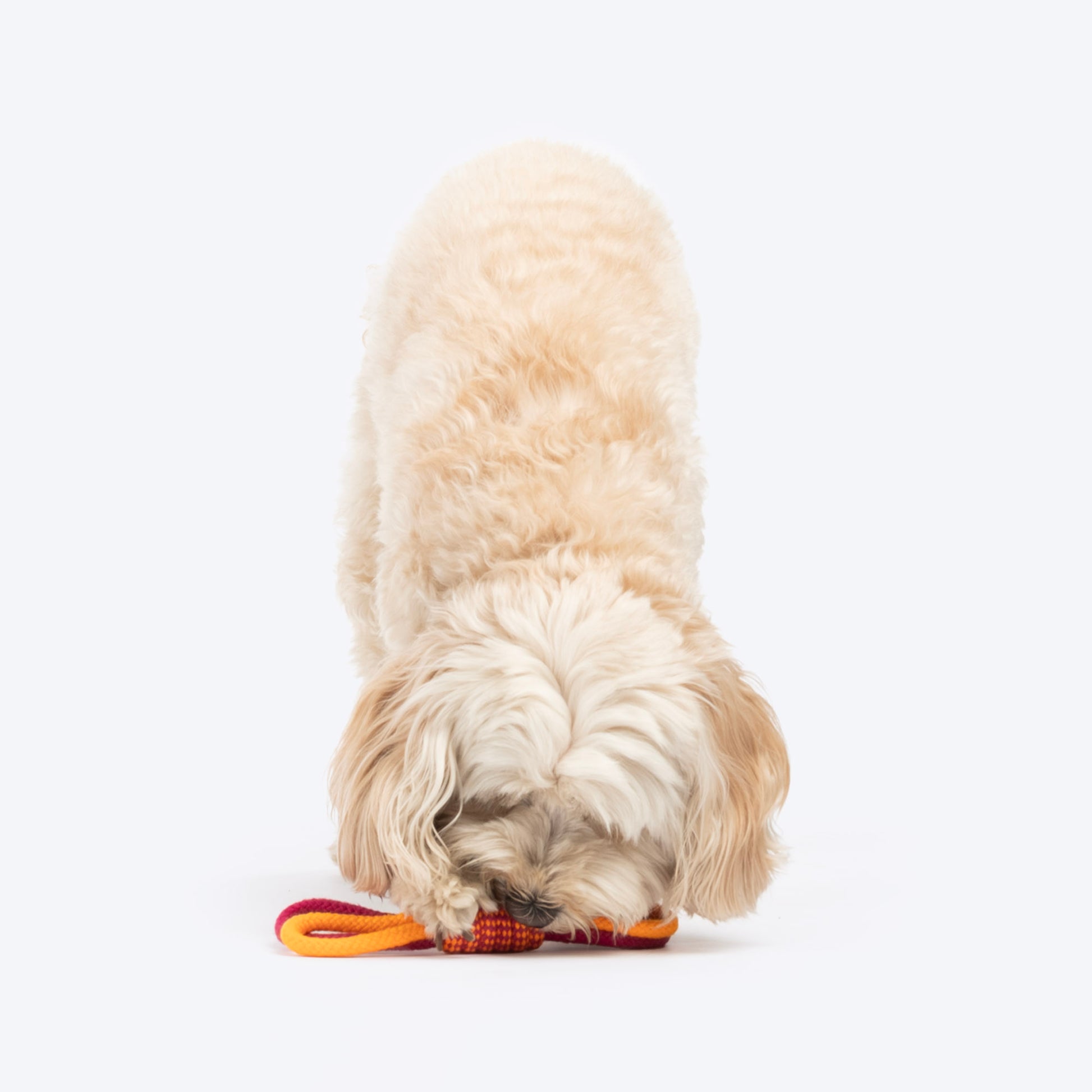 Dash Dog Loopster Rope Toy For Dog - Pink & Orange - Heads Up For Tails