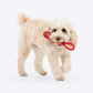 Dash Dog Loopster Rope Toy For Dog - Pink & Orange - Heads Up For Tails