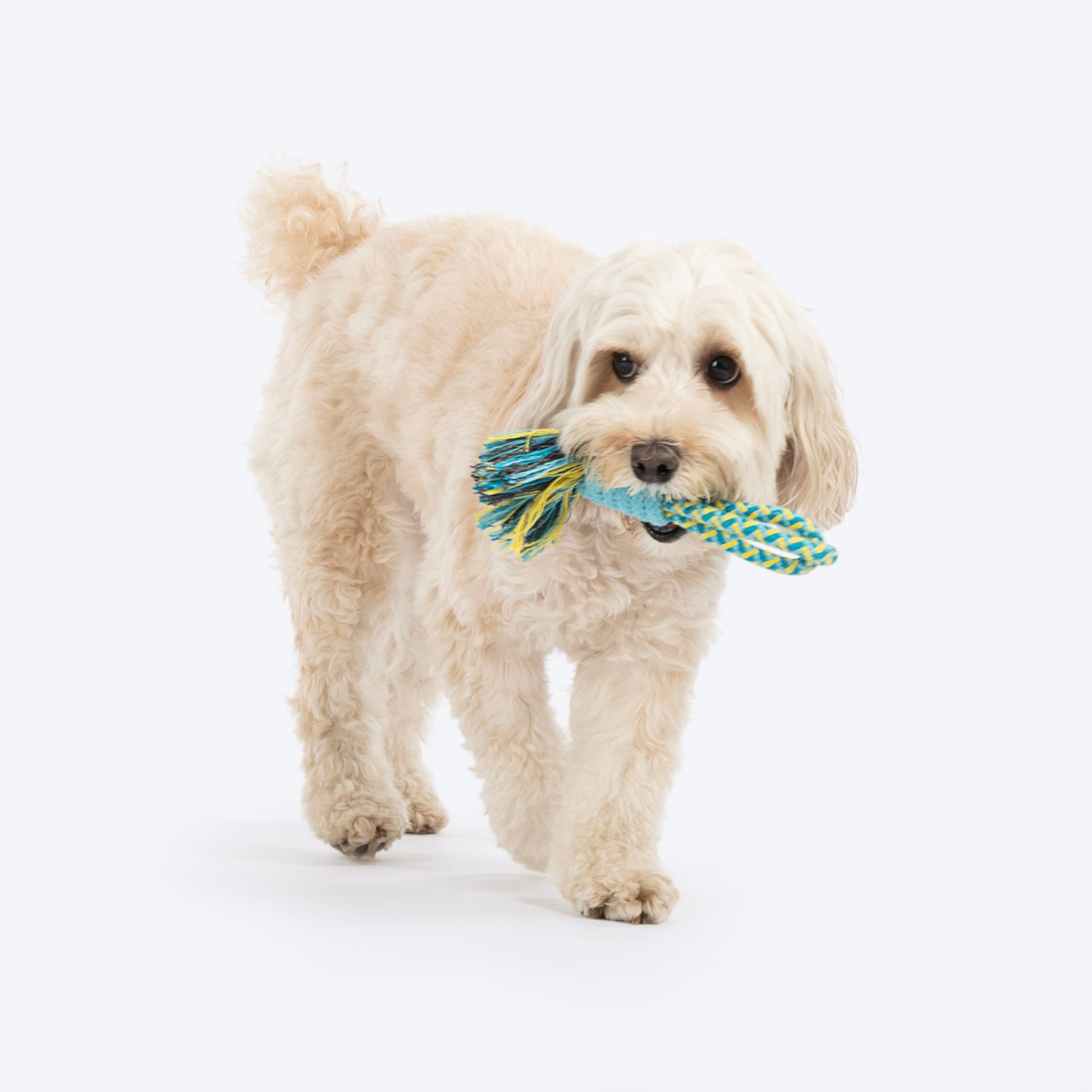 Dash Dog Toss 'n Twirl Rope Toy For Dog - Blue & Yellow - Heads Up For Tails