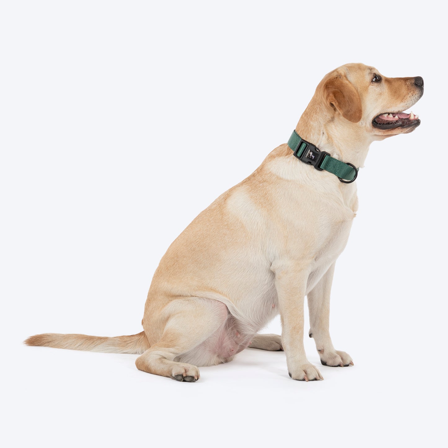 HUFT Classic Collar For Dog - Green