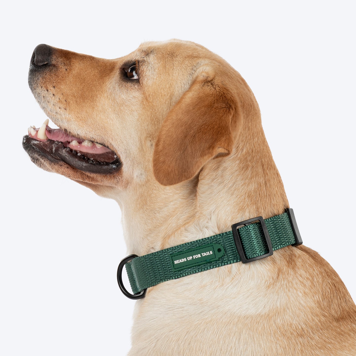 HUFT Classic Collar For Dog - Green