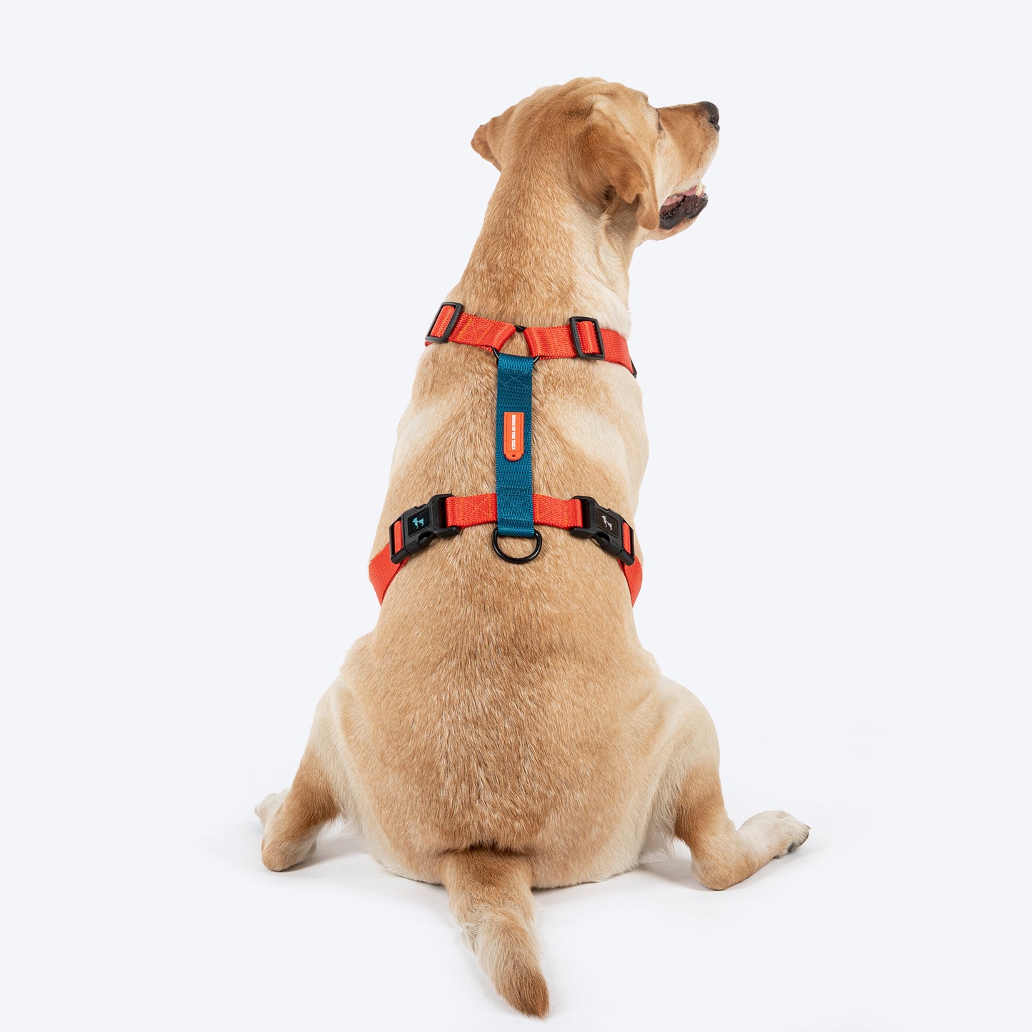 HUFT Classic H - Harness For Dog - Rust & Blue